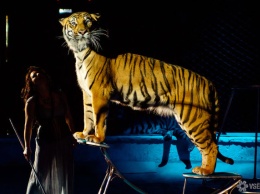Краснокнижный тигренок потерялся на автодороге в Хабаровске