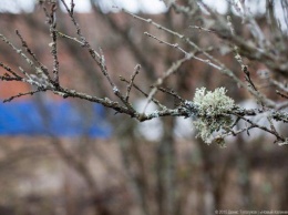Калининградцам обещают прохладные выходные и снег с дождем