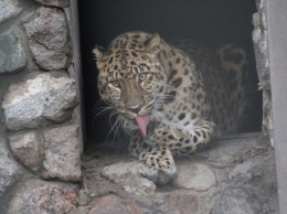 Калининградский зоопарк показал, как леопард Хан научился сдавать кровь на анализ (видео)