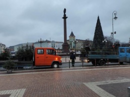 В Калининграде перед Новым годом хотят расставить на улицах 200 сосен и елок за 4 млн рублей