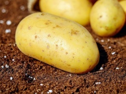 Федеральный бюджет России станет меньше на 5 млрд рублей из-за риска дефицита картофеля