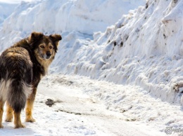 Жительница Кузбасса пожаловалась на покусавшую ее стаю агрессивных собак