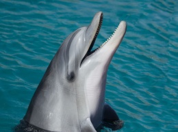 Контрабандисты попытались незаконно вывести дельфина из России