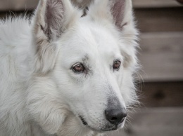 Покусанная собакой жительница Кузбасса отсудила у соседа четверть миллиона рублей