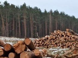Светловчане пожаловались губернатору на масштабную вырубку леса под Светлым