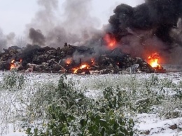 СК проверяет информацию о массовом сжигании трупов животных в Калининградской области