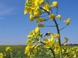 В 2022 году заботящимся о плодородии сельхозземель аграриям в Краснодарском крае будут выплачивать субсидии