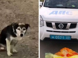 В Анапе полицейские помогли спасти собаку-инвалида