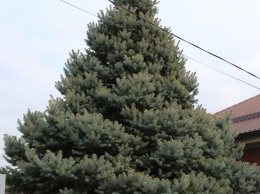 Елка в подарок: станичница отдает семиметровое дерево Усть-Лабинскому району