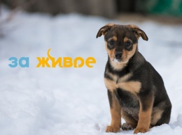 В Новокузнецке при поддержке СГК проходит марафон помощи бездомным животным
