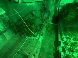 Житель Волжского района выращивал коноплю в подвальном парнике