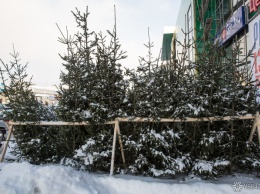 Сильные морозы помешали массовому открытию елочных базаров в Кемерове