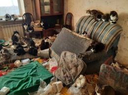 Жительница Екатеринбурга содержала в квартире около сотни кошек
