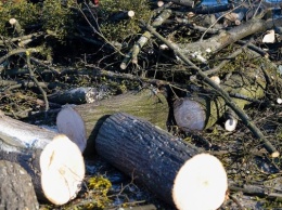 На ул. Запорожской и Днепропетровской вырубают 10 деревьев из-за капремонта