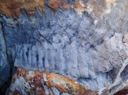 Английские палеонтологи нашли окаменелость гигантской многоножки