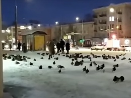 Утки "оккупировали" центральную улицу Новокузнецка