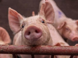 Из-за вспышки африканской чумы в Белгородской области забили около 75 тысяч свиней