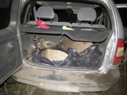 В ноябре под Саратовом браконьеры застрелили двух косуль. Уже вынесен приговор