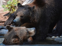 Два медведя набросились на охотника в Приморье