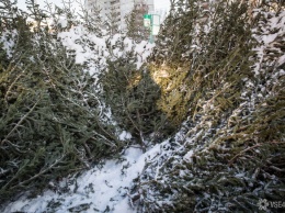 Кемеровчане смогут сдать оставшиеся после праздника новогодние елки