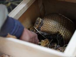 В Калининградском зоопарке показали, как броненосец Потемкин добывает мучных червей (видео)
