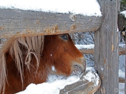 Неизвестные застрелили более 50 лошадей в Алтайском крае