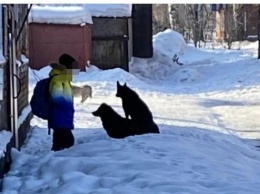 Бездомные собаки запугали жителей кузбасского города