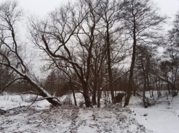 Алиханов: вырубаемые у парка Теодора Кроне деревья - «в основном самосев» (фото)