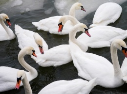 В Калининградском зоопарке рассказали, как помочь птицам зимой