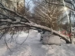 Очевидец: в Саратове упавшее дерево придавило машину ДПС