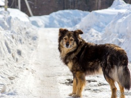 Бездомные собаки растерзали семилетнего ребенка в Забайкальском крае
