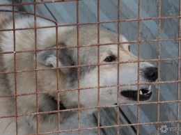 Спикер Госдумы РФ предложил ввести ответственность для чиновников за ситуации с животными
