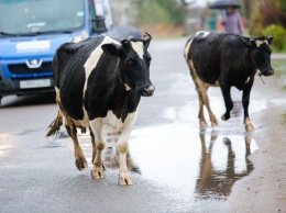 Алиханов о субсидиях агробизнесу: «Молока в ближайшее время нужно будет много»