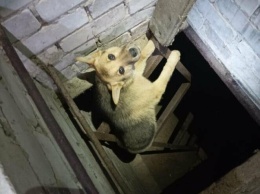 Собаку из глубокого подвала вытащили ульяновские спасатели