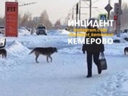 Кемеровчане пожаловались на бродячих собак в городе