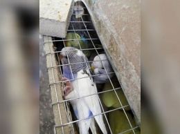 Птиц, прилетевших на Кубань из Киргизии, отправили обратно
