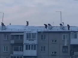 Бесстрашные коммунальщики на крыше пятиэтажки изумили кемеровчан