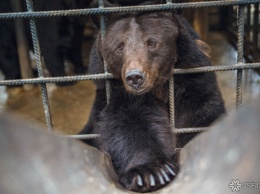 Женщина сбросила дочь в вольер к медведю в зоопарке Ташкента