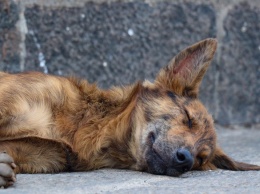 Приморские власти ввели режим повышенной готовности из-за бездомных животных