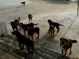 Свора бездомных собак "оккупировала" проспект в Новокузнецке