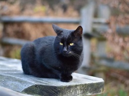 Ученые объяснили, почему черным кошкам тяжелее общаться