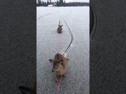 Конькобежец из Канады спас семью оленей из ледяного плена