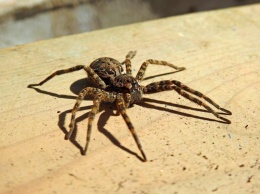 Доисторический огромный паук оказался обычным крабом