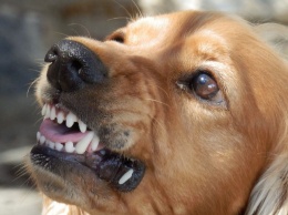 Роспотребнадзор предупредил о возможности заразиться смертельной болезнью через собак