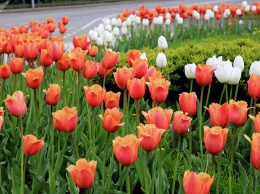 В Симферополе неизвестные украли сотни высаженных на площади тюльпанов