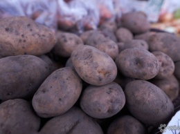 Власти России нашли способ снизить цены на овощи "борщевого набора"