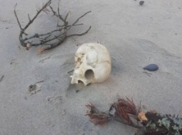 На пляже на Куршской косе найден человеческий череп (фото)