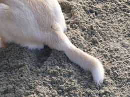 Кемеровчане предложили запретить держать собак в квартирах из-за грязных тротуаров