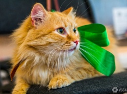 Житель Кемерова опубликовал объявление об услуге "Ежедневный котик"