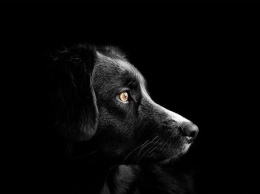 Госдума рассмотрит проект об ужесточении наказаний чиновников за нападение собак